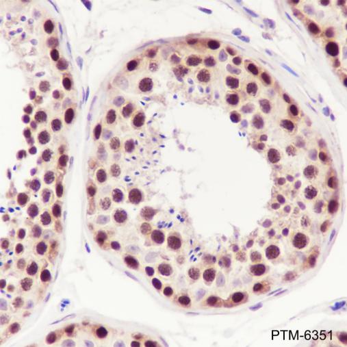 Anti-XLF Mouse mAb