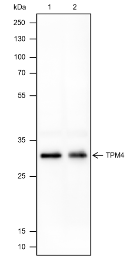 Anti-TPM4 Mouse mAb