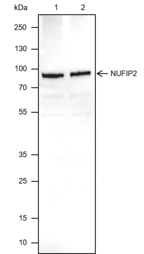 Anti-NUFIP2 Mouse mAb