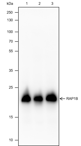 Anti-RAP1B Mouse mAb