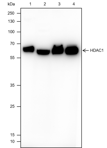 Anti-HDAC1 Rabbit mAb
