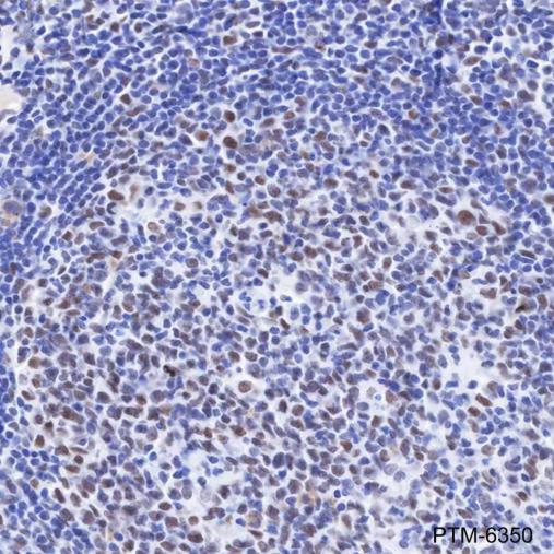 Anti-HDAC1 Rabbit mAb
