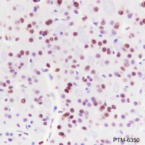 Anti-HDAC1 Rabbit mAb