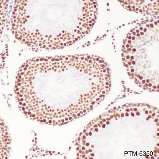Anti-HDAC1 Rabbit mAb