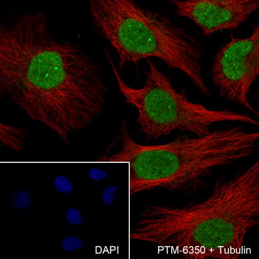 Anti-HDAC1 Rabbit mAb