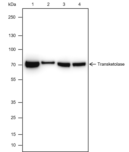 Anti-Transketolase Mouse mAb