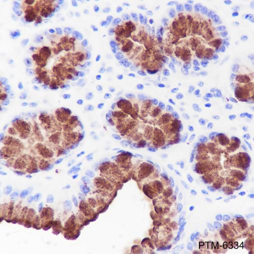 Anti-MUC5AC Mouse mAb