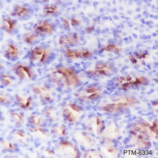 Anti-MUC5AC Mouse mAb
