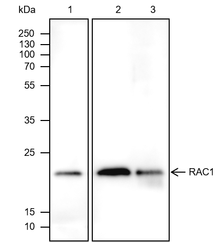 Anti-Rac1 Mouse mAb