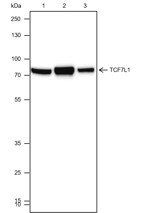 Anti-TCF-3/TCF7L1 Mouse mAb