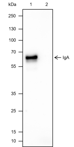 Anti-IgA Mouse mAb