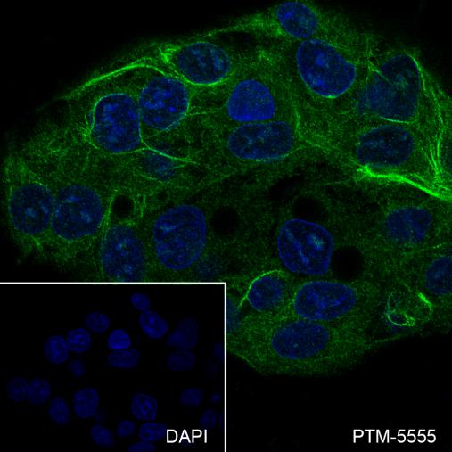 Anti-IgA Mouse mAb