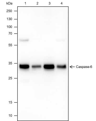 Anti-Caspase-6 Rabbit mAb
