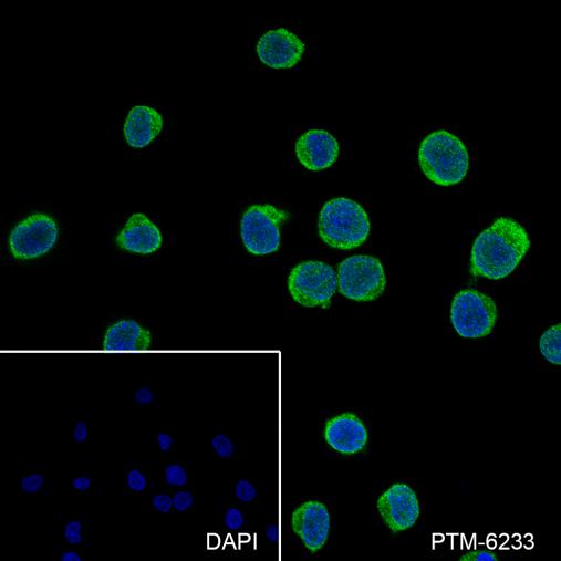 Anti-Caspase-6 Rabbit mAb