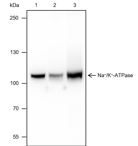 Anti-Na+/K+ ATPase alpha-1 Mouse mAb