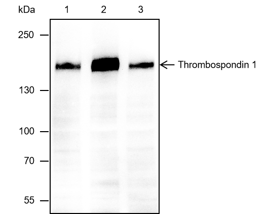 Anti-Thrombospondin 1 Mouse mAb