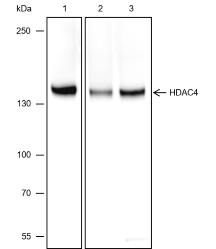 Anti-HDAC4 Rabbit mAb