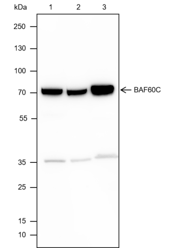 Anti-SMARCD3 Rabbit mAb