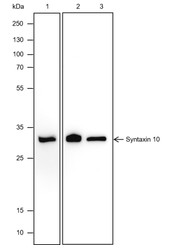 Anti-Syntaxin 10 Mouse mAb