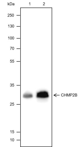 Anti-CHMP2B Rabbit mAb