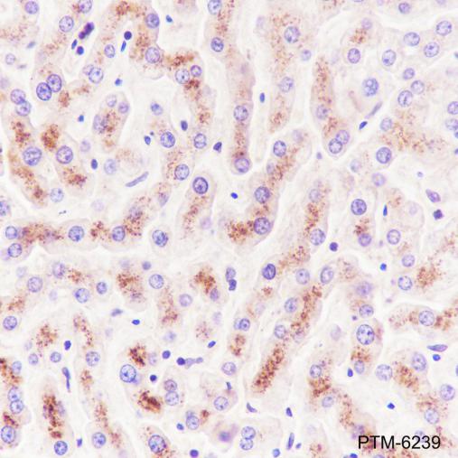 Anti-CHMP2B Rabbit mAb