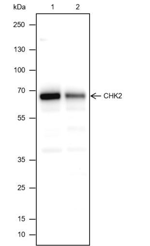 Anti-Chk2 Mouse mAb