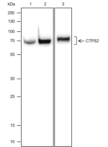 Anti-CTPS2 Mouse mAb