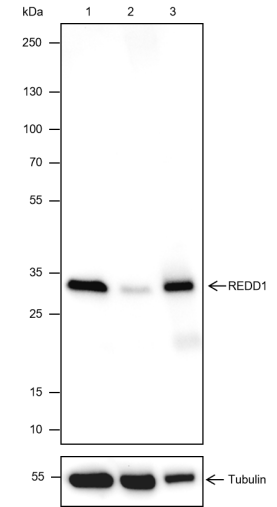 Anti-REDD1 Mouse mAb
