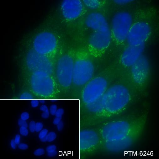 Anti-REDD1 Mouse mAb