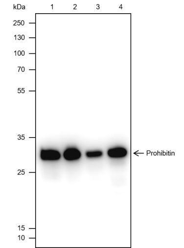 Anti-PHB1 Rabbit mAb