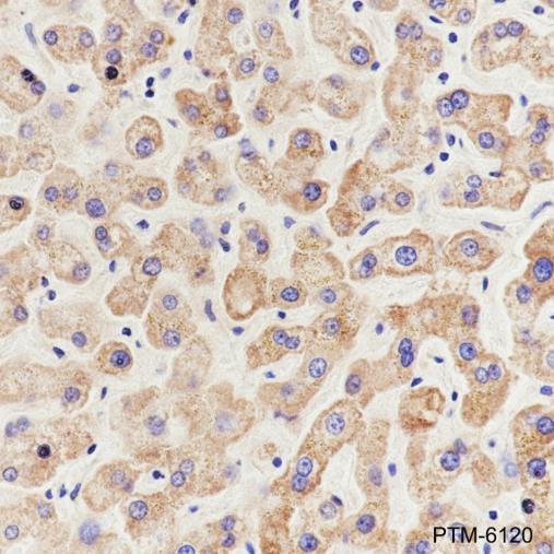 Anti-PHB1 Rabbit mAb