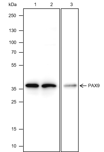 Anti-PAX9 Rabbit mAb