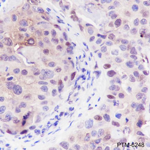 Anti-PAX9 Rabbit mAb