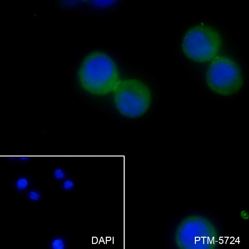 Anti-CEACAM1 Mouse mAb