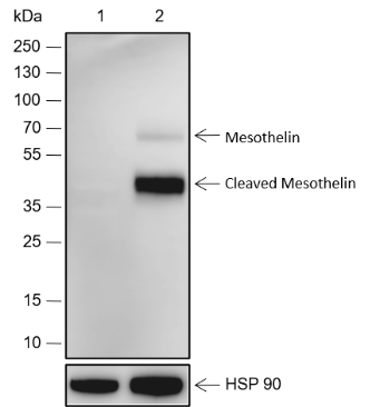 Anti-Mesothelin Rabbit mAb