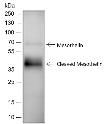 Anti-Mesothelin Rabbit mAb