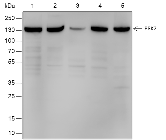 Anti-PRK2 Rabbit mAb