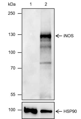 Anti-iNOS Mouse mAb