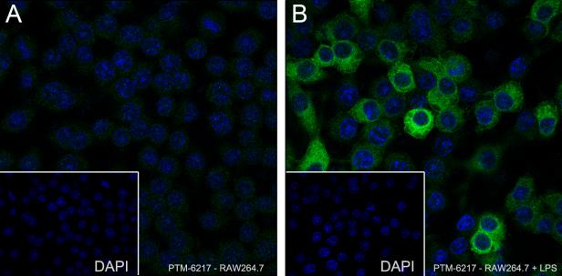 Anti-iNOS Mouse mAb