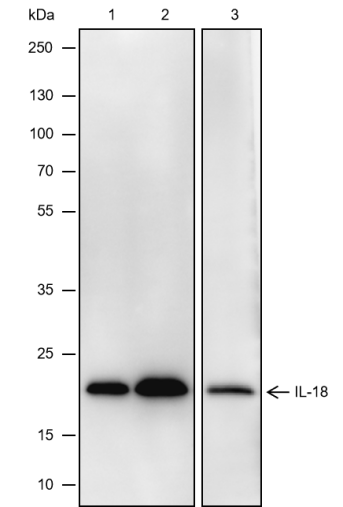 Anti-IL-18 Mouse mAb