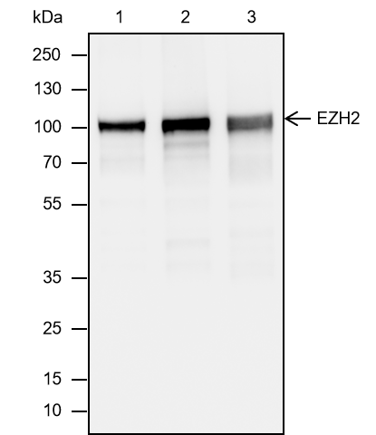Anti-EZH2 Mouse mAb