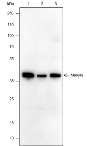 Anti-Maspin Mouse mAb