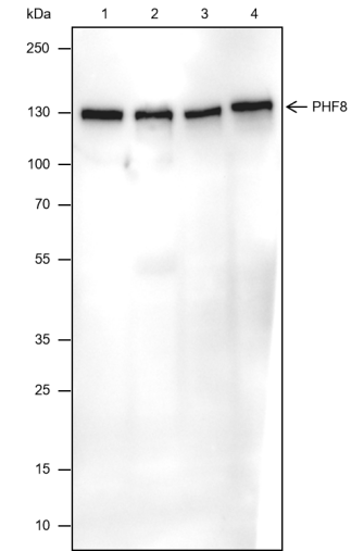 Anti-PHF8 Rabbit mAb