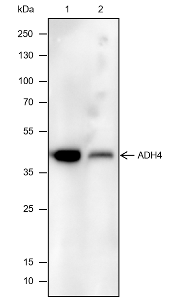 Anti-ADH4 Mouse mAb