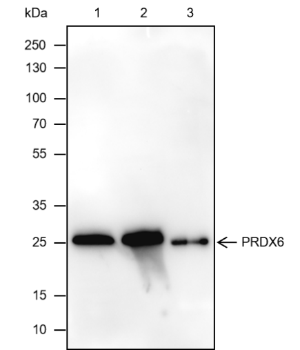 Anti-PRDX6 Mouse mAb