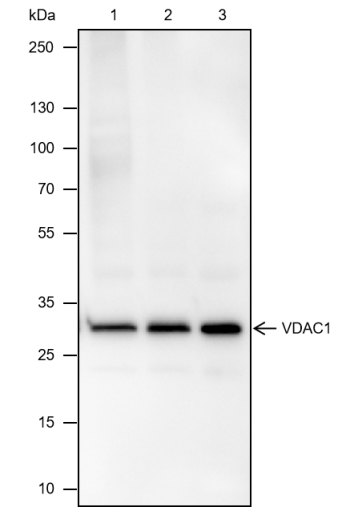 Anti-VDAC1/Porin Mouse mAb