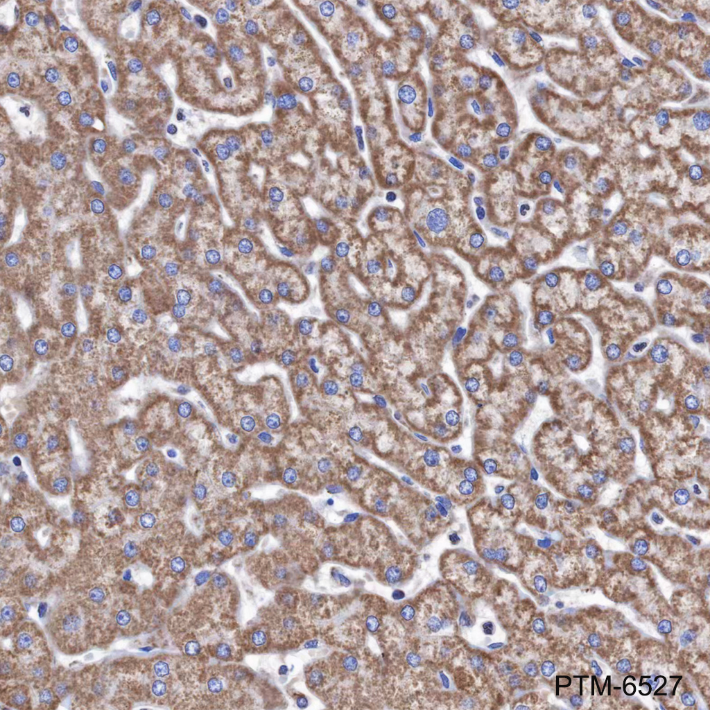 Anti-VDAC1/Porin Mouse mAb