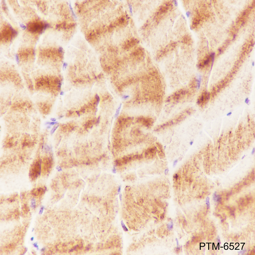 Anti-VDAC1/Porin Mouse mAb