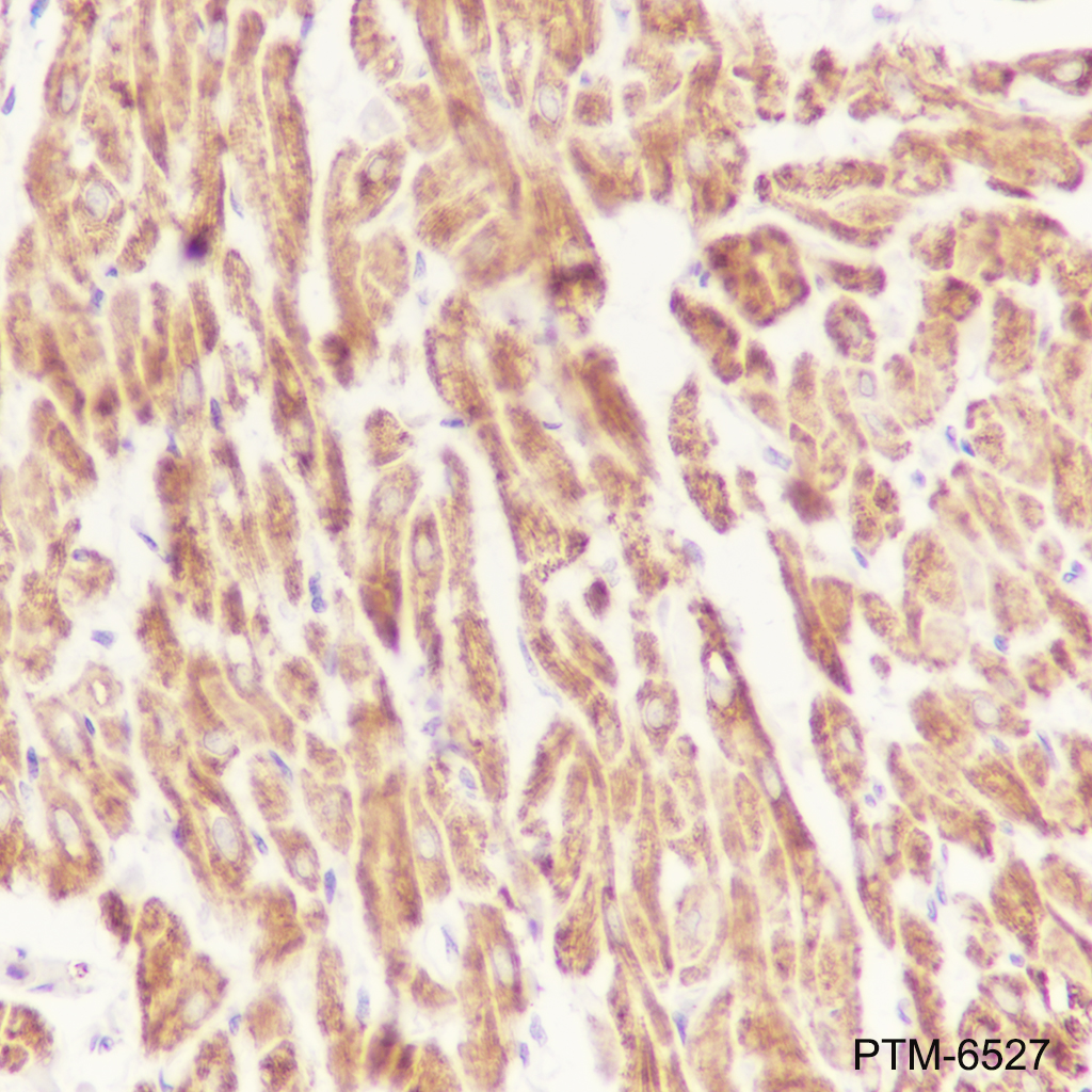 Anti-VDAC1/Porin Mouse mAb