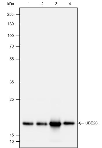 Anti-UBE2C Mouse mAb